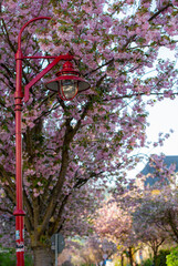Kirschbl&uuml;te im Fr&uuml;hling
