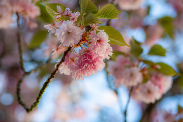 Kirschbl&uuml;te im Fr&uuml;hling