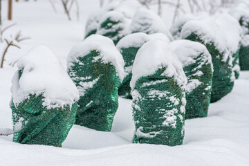Plants, bushes and trees in a park or garden covered with green blanket antifreeze, swath of burlap, frost protection bags or roll to protect them from frost, freeze and cold temperature