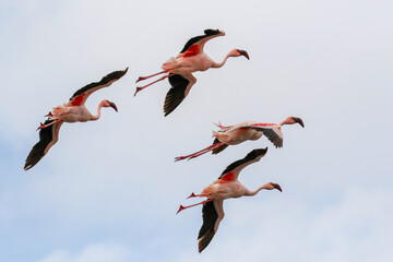 Flying Lesser Flamingos, Walvis Bay, Namibia