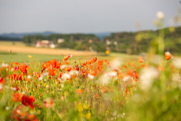 Mohnblumen in der Abendsonne