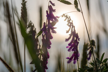 Blumen in der Abendsonne