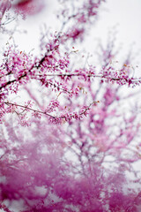 The flowering of the rosewood in spring