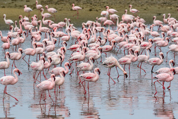 Flamboyance of Lesser Flamingos, Walvis Bay, Namibia