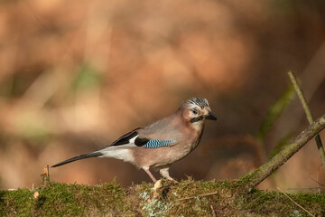 Side view of a jay perched on a branch close up in a forest in Scotland uk with a blurred background