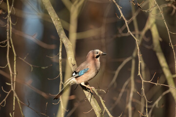 Side view of a jay perched on a branch close up in a forest in Scotland uk with a blurred background