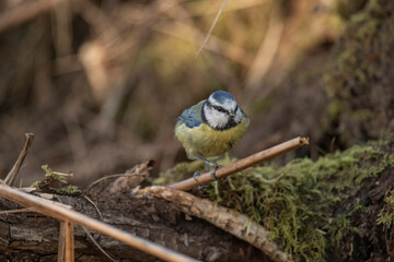 Front view of a Blue tit perched on a branch, close up, in a forest in Scotland