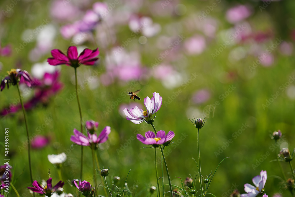 Canvas Prints Cosmos flower and bee are flying out with blur background.