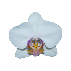 Close up white Phalaenopsis orchid flower on white backgroud.
