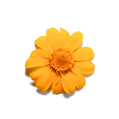 Close up Butter Daisy, Little Yellow Star flower on white background.