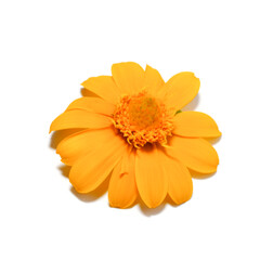 Close up Butter Daisy, Little Yellow Star flower on white background.