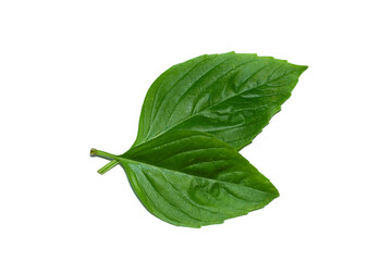 Close up Sweet Basil leaf on white background.