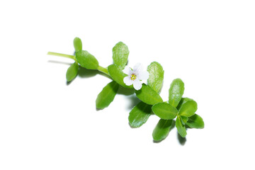 Close up Brammi leaf and flower on white background