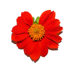 Mexican sunflower, Golden Flower of the Incas on white background.