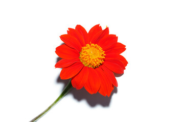 Mexican sunflower, Golden Flower of the Incas on white background.