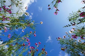 View of under cosmos flower with sky background.