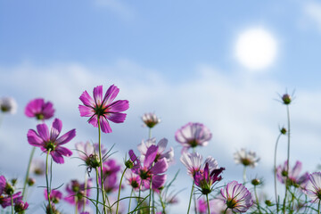 Obraz na płótnie Canvas Behind of cosmos flower with sun and blur sky background.
