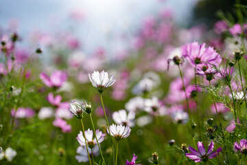 Behind petals of cosmos flower with light and blur background.