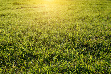 Green grass on the lawn with sun light.
