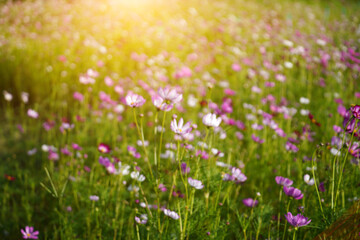 Naklejka premium Blur imahe of cosmos flower with sunlight.