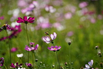 Cosmos flower and bee are flying out with blur background.