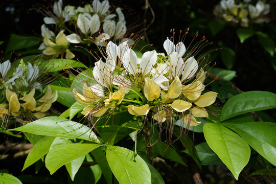 Close up Crataeva flower with leaf on blur background.