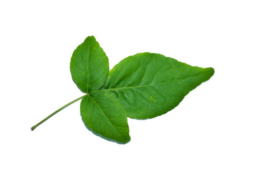Bael leaf deals