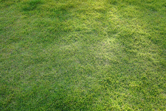 background image of lawn with light.