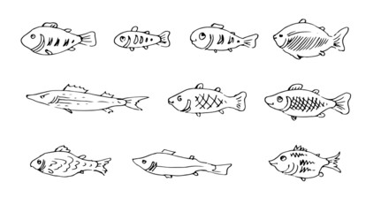 Set of Wild fish. Aquatic animal character. Underwater world. Outline sketch. Hand drawing is isolated on a white background. Vector