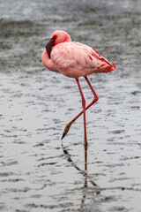 Lesser Flamingo, Walvis Bay, Namibia
