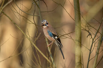 Front view of a jay perched on a branch close up in a forest in Scotland uk in the winter