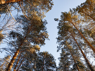 Winter landscape in Central Siberia