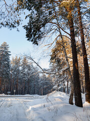 Winter landscape in Central Siberia