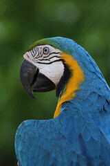 Close up head the Blue and yellow macaw parrot bird in garden
