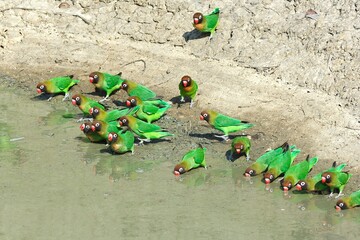 Rußköpfchen Schwarm (Agapornis nigrigenis) an einer Wasserstelle am Nanzhila-River in Sambia.