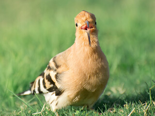 Portrait of Eurasian Hoopoe or Common Hoopoe (Upupa epops). Front view. Birds protect gardens and orchards from harmful insects. Bird life.