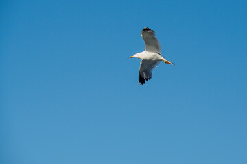 seagull in the blue sky
