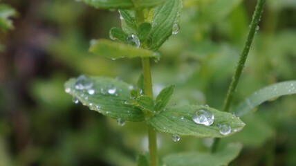 Drops of dew on a grass