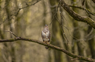 Buzzard perched on the branch of a tree in a forest in Scotland, uk in the spring