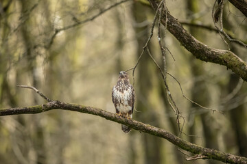 Buzzard perched on the branch of a tree in a forest in Scotland, uk in the spring