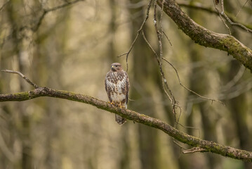 Buzzard perched on the branch of a tree in a forest in Scotland, uk in the spring