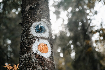 European trail marking on a tree