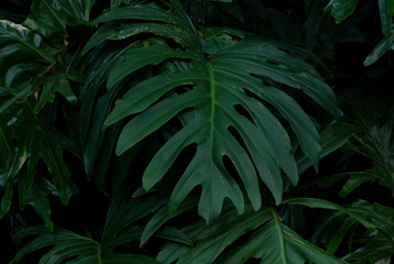 Obraz na płótnie Canvas high detail tropical plants with cool tones