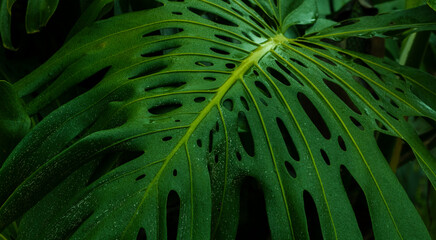 high detail tropical plants with cool tones