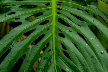Fototapeta na wymiar high detail tropical plants with cool tones