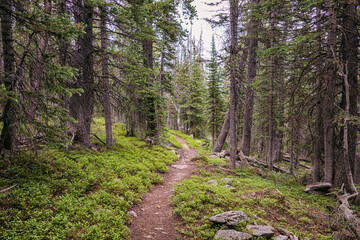 Forest trail in the Indian Peaks Wilderness, Colorado