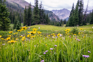 Wildflowers in the Indian Peaks Wilderness, Colorado