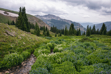Mountain meadows in the Indian Peaks Wilderness, Colorado