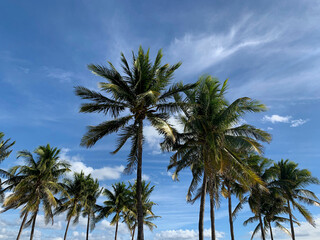 Obraz na płótnie Canvas A Group of Palms Against a Sunny Summer Sky, South Beach, FL, US