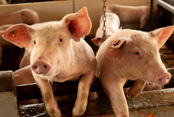 beautiful set of pigs in pig farm